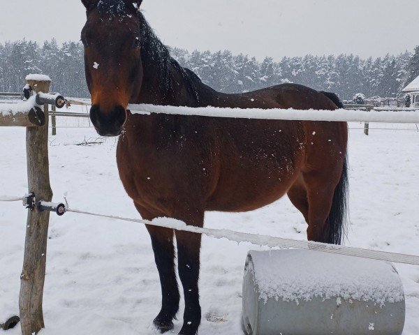 Springpferd Camillo (Deutsches Sportpferd, 2010, von Contract)