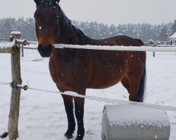 jumper Camillo (German Sport Horse, 2010, from Contract)