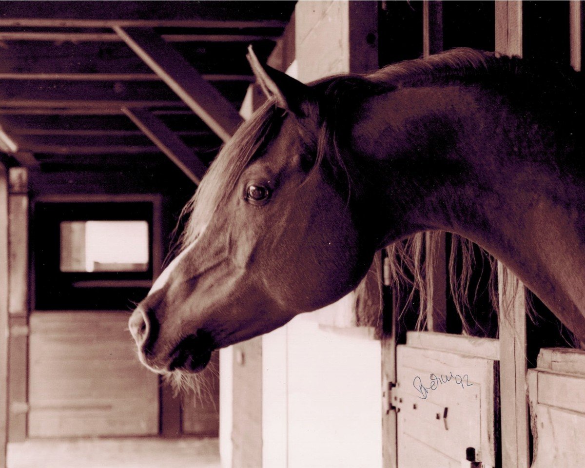 stallion Mangan ox (Arabian purebred, 1985, from Plakat ox)
