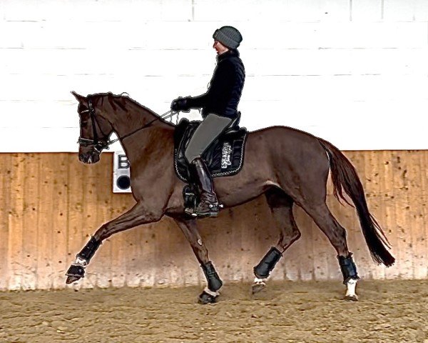 dressage horse Bella Ducati (unknown, 2019)