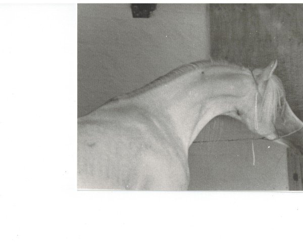 stallion Nuri Schalan ox (Arabian thoroughbred, 1966, from Nizar 1953 ox)