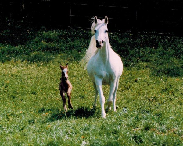 broodmare Bint Mangani ox (Arabian thoroughbred, 1992, from Ansata El Salaam ox)