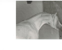 stallion Nuri Schalan ox (Arabian purebred, 1966, from Nizar 1953 ox)