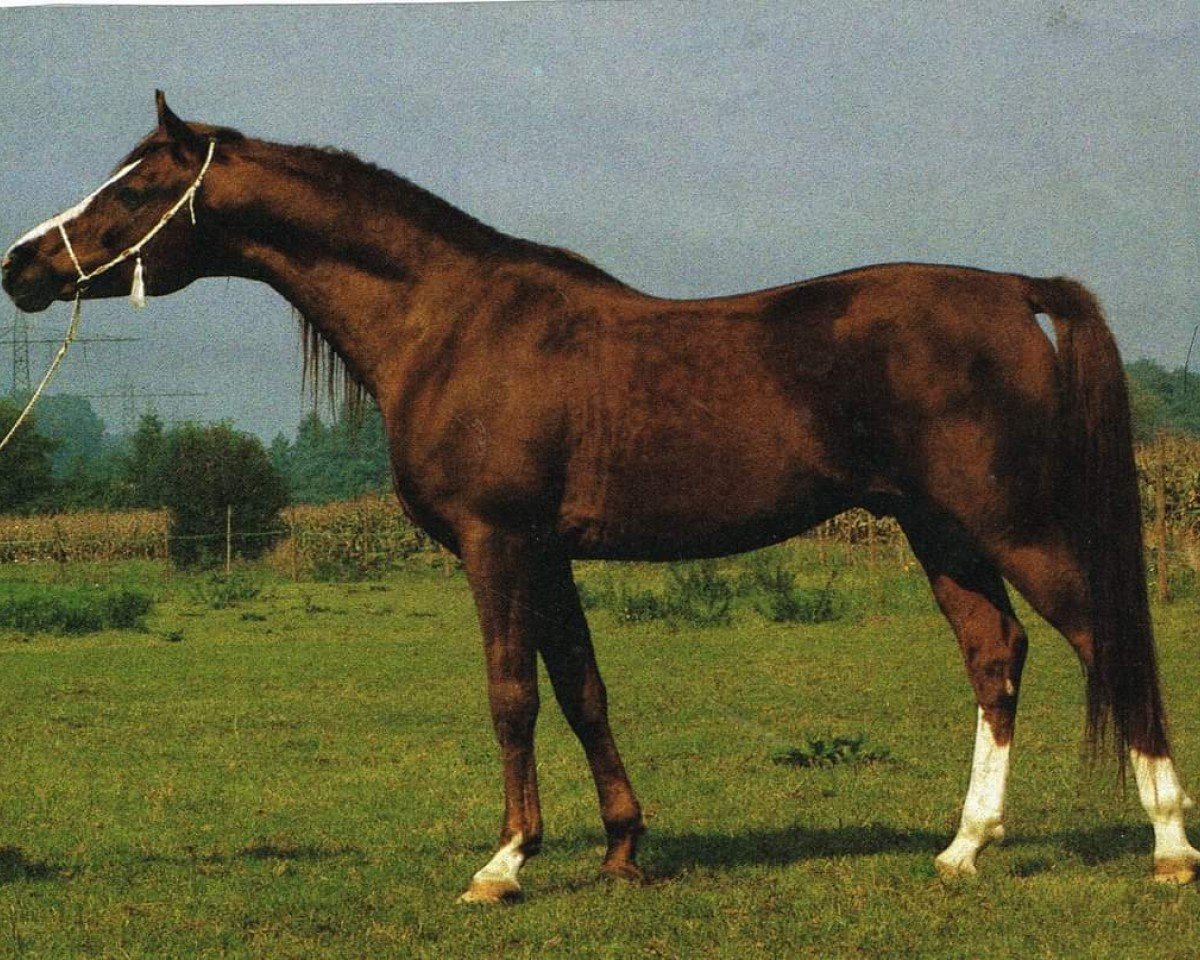 stallion Manas ox (Arabian purebred, 1974, from Nuri Schalan ox)