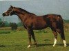 stallion Manas ox (Arabian thoroughbred, 1974, from Nuri Schalan ox)