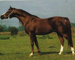 stallion Manas ox (Arabian thoroughbred, 1974, from Nuri Schalan ox)