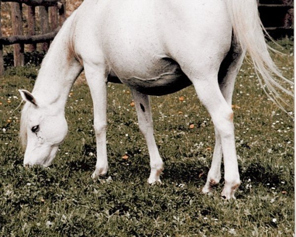 broodmare Mangani ox (Arabian purebred, 1975, from Nuri Schalan ox)