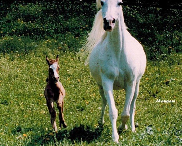 Zuchtstute Bint Mangani ox (Vollblutaraber, 1992, von Ansata El Salaam ox)