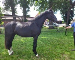 dressage horse Felicia (Hanoverian, 2020, from Floris Prince)