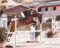 jumper Baleska 3 (Oldenburg show jumper, 2012, from Balou du Rouet)