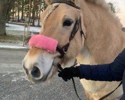 horse Østerskov's Miranda (Fjord Horse, 2007, from Mykletind)