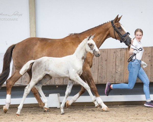 Fohlen von Heideperle vom Liebetal (Trakehner, 2024, von Snowy's Cristobal xx)