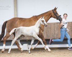 Fohlen von Heideperle vom Liebetal (Trakehner, 2024, von Snowy's Cristobal xx)