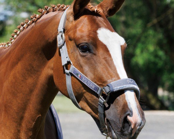 dressage horse Heideblüte vom Liebetal (Trakehner, 2020, from Niagara 34)