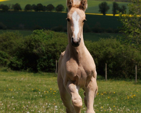 jumper Heidegold vom Liebetal (Trakehner, 2023, from Snowy's Cristobal xx)