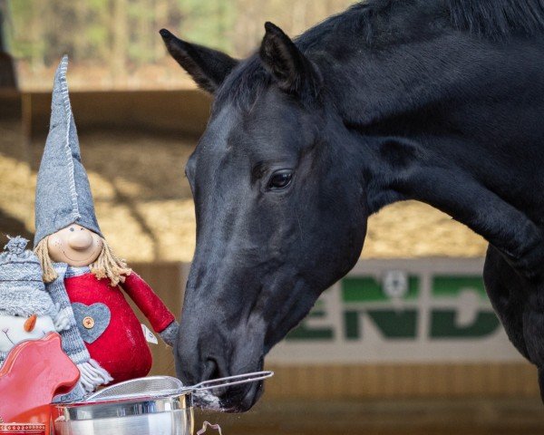 Zuchtstute Allenstein Vom Liebetal (Trakehner, 2015, von Hirtentanz 2)