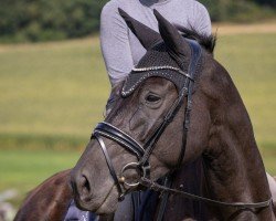 dressage horse Xinderella vom Liebetal (Trakehner, 2020, from Sir Easy)