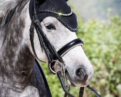 dressage horse Deine oder Meine (German Riding Pony, 2019, from Moonlight Montano S)