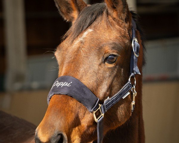 dressage horse Antara (Trakehner, 2021, from Ganderas)