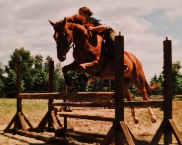 Zuchtstute Kaprice XII. (Trakehner, 1992, von Tipperary)