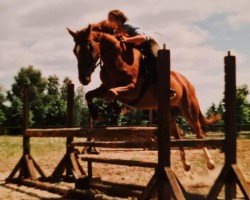 broodmare Kaprice XII. (Trakehner, 1992, from Tipperary)