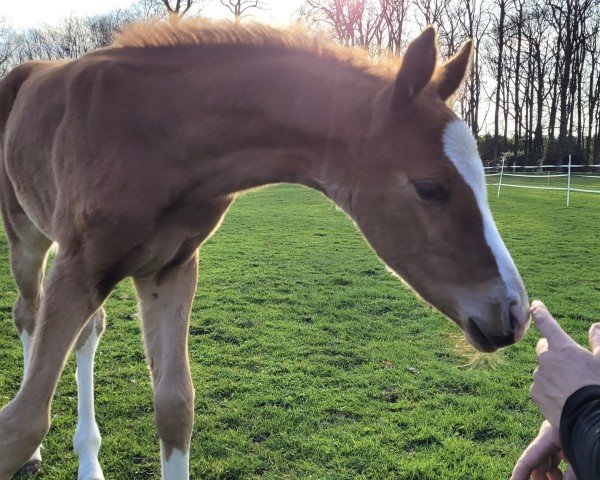 dressage horse Vigo Royal B (Hanoverian, 2023, from Vidar)