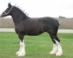 Pferd Wolf Mound's Debra (Clydesdale, 2001, von Wolf Mound's Noah Turbine)