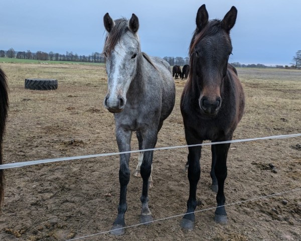 Springpferd Rimini N (Holsteiner, 2023, von Cahil)