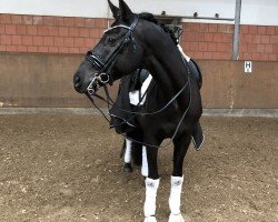 dressage horse Top Torino (Trakehner, 2011, from Syriano)