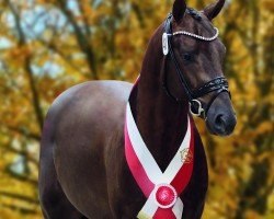 dressage horse Veni Vici (Hanoverian, 2022, from Vaderland OLD)