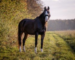 dressage horse Grisu (Hanoverian, 2016, from Gandhi)