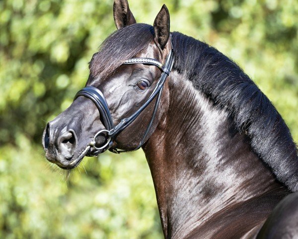 stallion Cadeau Noir (Hanoverian, 2010, from Christ)