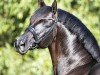 stallion Cadeau Noir (Hanoverian, 2010, from Christ)