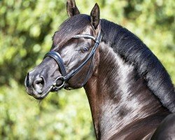 stallion Cadeau Noir (Hanoverian, 2010, from Christ)