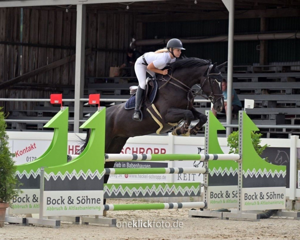 Springpferd Petronella van de Fruitkorf (Belgisches Warmblut, 2015, von Darco)