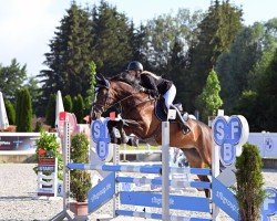 jumper Magnifique 4 (Swedish Warmblood, 2017, from Chapeau Tn)