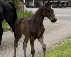 foal by Elvis P (Oldenburg, 2024, from Escolar)