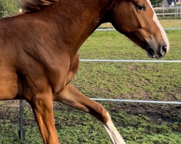 dressage horse Daviniano P (Oldenburg, 2022, from Damaschino)