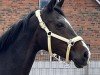 broodmare Daiquiri M (Oldenburg, 2006, from Diamond Hit)