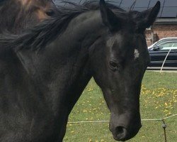 broodmare Sable Noir (Hanoverian, 2018, from San Amour I)