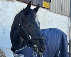 dressage horse Black Jack (German Riding Pony, 2022, from Black Champion)