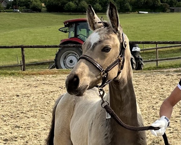 Dressurpferd Baiserherz WK (Deutsches Reitpony, 2023, von Tackmann's Cantuccini)