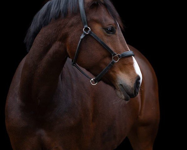 dressage horse Die Daphne (Rhinelander, 2013, from Dancing Diamond 18)