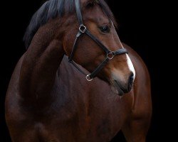 dressage horse Die Daphne (Rhinelander, 2013, from Dancing Diamond 18)