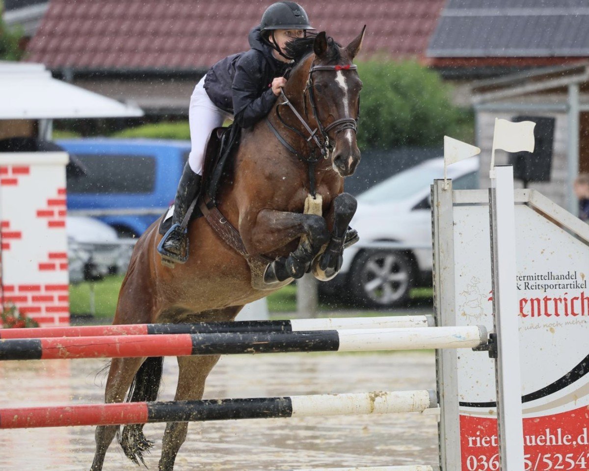 broodmare Harmonie 340 (Holsteiner, 2015, from Dinken)