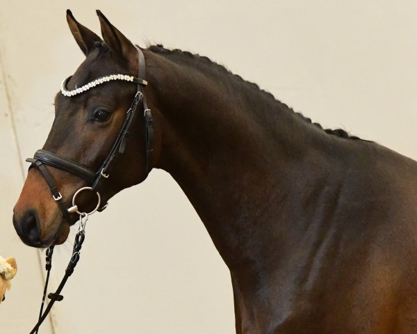 Springpferd Heidkatenhof‘s Conley (Holsteiner, 2022, von Corfu de La Vie)