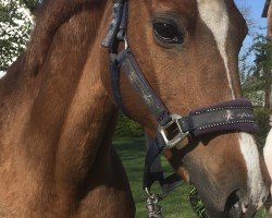 broodmare Gina Lobell (German Riding Pony, 1997, from Brillant)