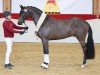 dressage horse Donkey Amour (German Sport Horse, 2022, from Hesselhøj Donkey Boy)