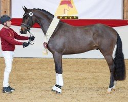 dressage horse Donkey Amour (German Sport Horse, 2022, from Hesselhøj Donkey Boy)