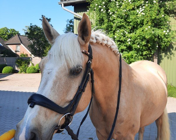 Springpferd Hochmoors Nanu (Deutsches Reitpony, 2011, von Centauro's Golden Flashlight)